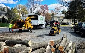 Tree and Shrub Care in Weaverville, NC