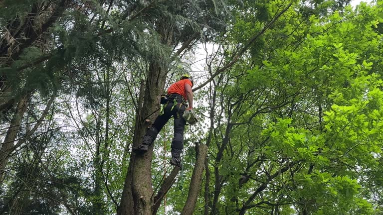 Weaverville, NC  Tree Services Company