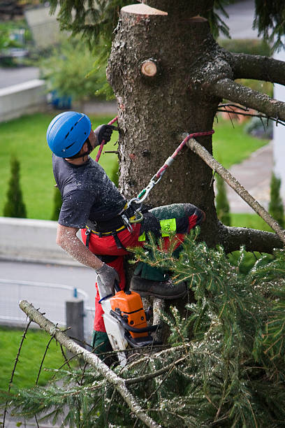 Why Choose Our Tree Removal Services in Weaverville, NC?